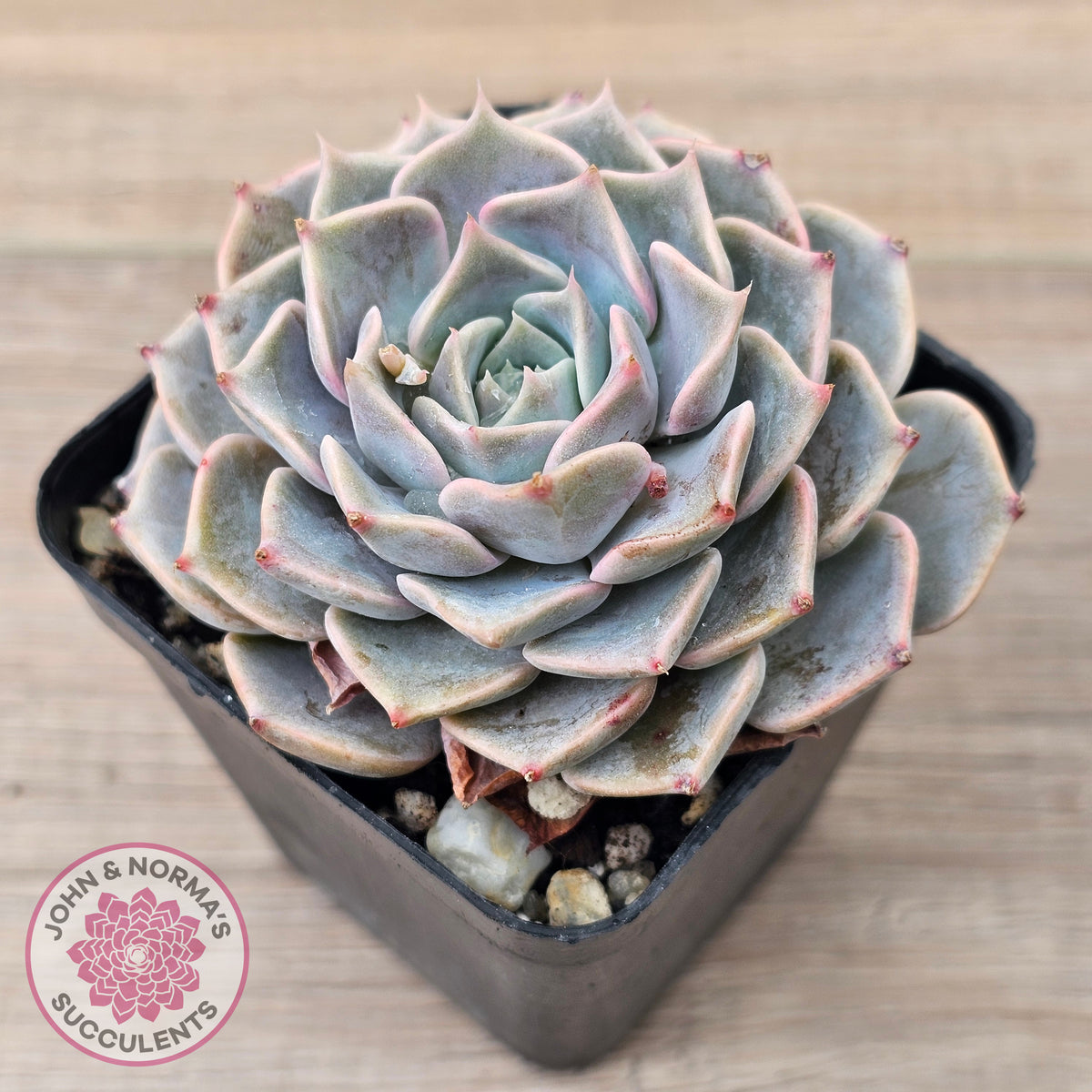 Echeveria 'Fiona's Choice'