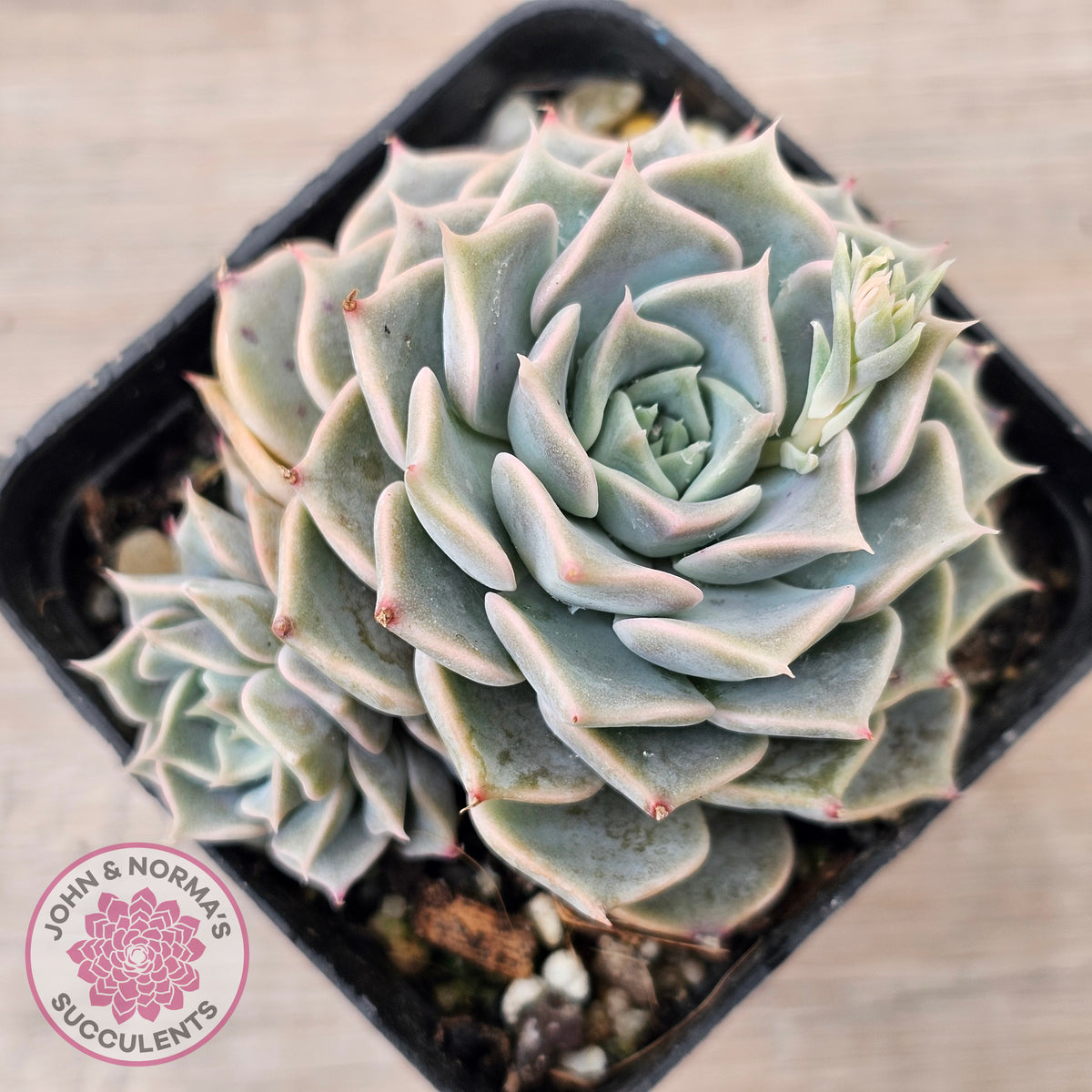 Echeveria 'Fiona's Choice'