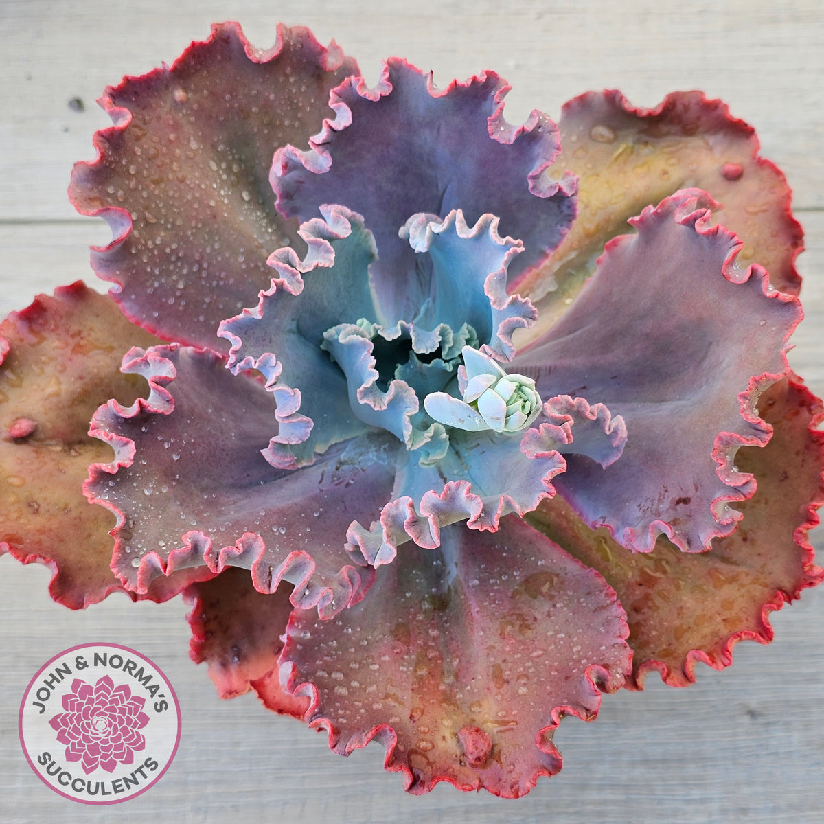 Echeveria 'Fire and Ice'
