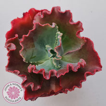 Load image into Gallery viewer, Echeveria 'Fire and Ice' - John & Norma's Succulents Australia