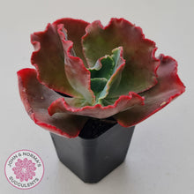 Load image into Gallery viewer, Echeveria 'Fire and Ice'