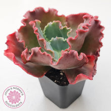 Load image into Gallery viewer, Echeveria 'Fire and Ice' - John & Norma's Succulents Australia