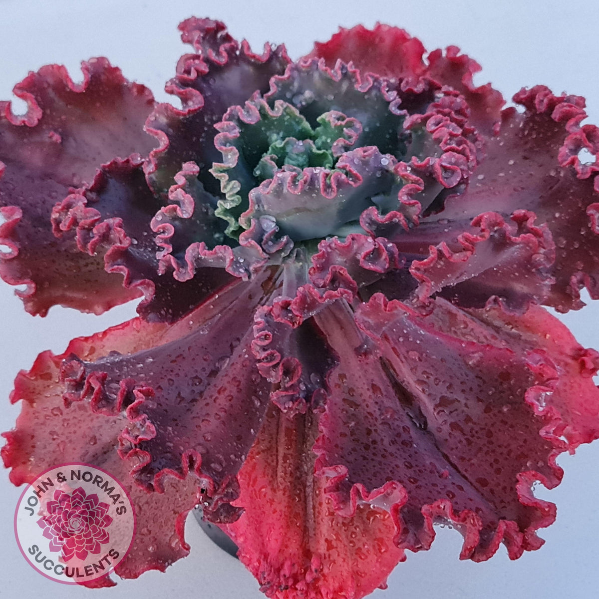 Echeveria 'Fire and Ice'