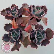 Load image into Gallery viewer, Echeveria 'Fire and Ice' - John & Norma's Succulents Australia