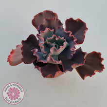 Load image into Gallery viewer, Echeveria 'Fire and Ice' - John & Norma's Succulents Australia