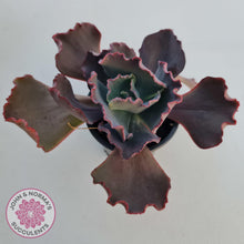 Load image into Gallery viewer, Echeveria 'Fire and Ice' - John & Norma's Succulents Australia