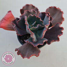 Load image into Gallery viewer, Echeveria 'Fire and Ice' - John & Norma's Succulents Australia