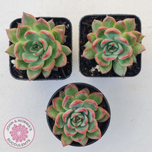 Load image into Gallery viewer, Echeveria agavoides 'Floridity'
