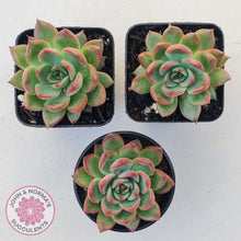 Load image into Gallery viewer, Echeveria agavoides 'Floridity'