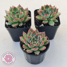 Load image into Gallery viewer, Echeveria agavoides 'Floridity'