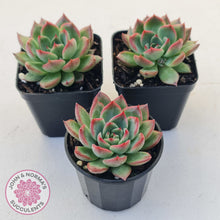 Load image into Gallery viewer, Echeveria agavoides 'Floridity'