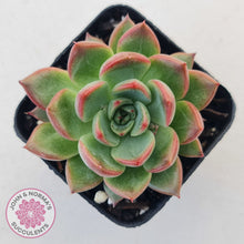 Load image into Gallery viewer, Echeveria agavoides 'Floridity'