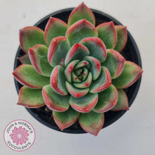 Load image into Gallery viewer, Echeveria agavoides 'Floridity'