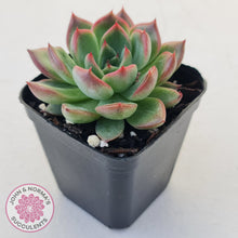 Load image into Gallery viewer, Echeveria agavoides 'Floridity'