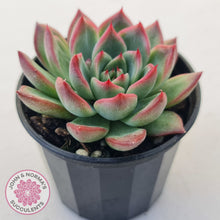 Load image into Gallery viewer, Echeveria agavoides 'Floridity'