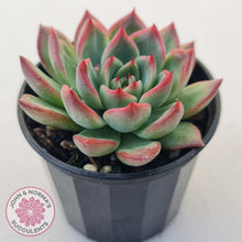Load image into Gallery viewer, Echeveria agavoides 'Floridity'