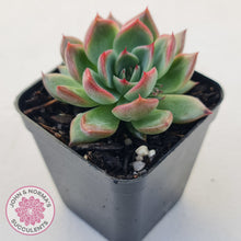 Load image into Gallery viewer, Echeveria agavoides 'Floridity'