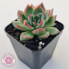 Load image into Gallery viewer, Echeveria agavoides 'Floridity'