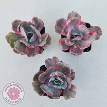 Load image into Gallery viewer, Echeveria Flying Cloud