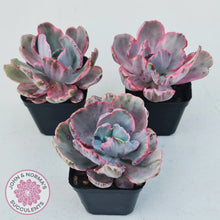 Load image into Gallery viewer, Echeveria Flying Cloud