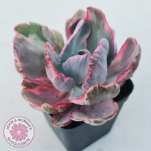 Load image into Gallery viewer, Echeveria Flying Cloud