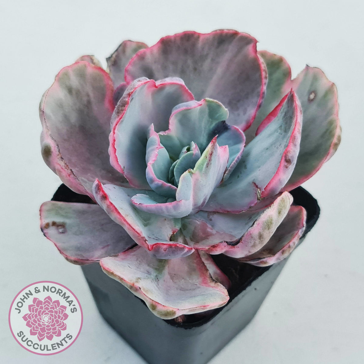 Echeveria Flying Cloud