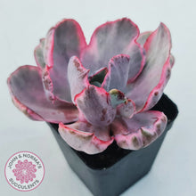 Load image into Gallery viewer, Echeveria Flying Cloud