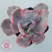 Load image into Gallery viewer, Echeveria Flying Cloud