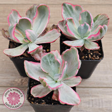 Load image into Gallery viewer, Echeveria Flying Cloud