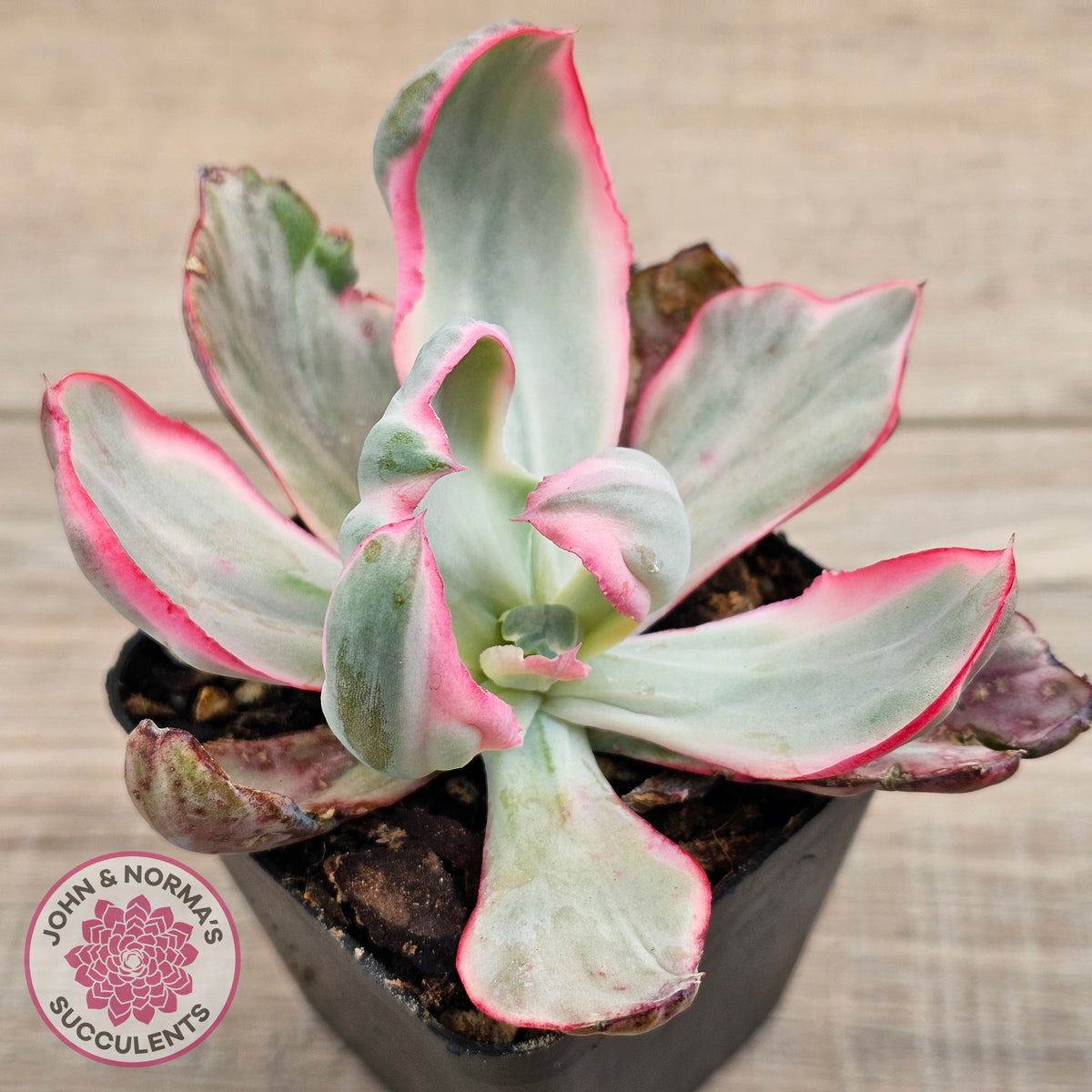 Echeveria Flying Cloud