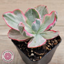 Load image into Gallery viewer, Echeveria Flying Cloud