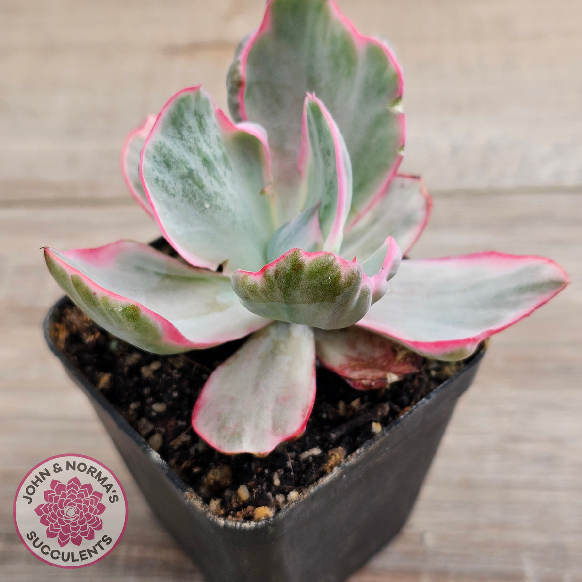 Echeveria Flying Cloud