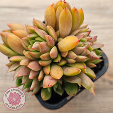 Load image into Gallery viewer, Echeveria agavoides 'Frank Reinelt' Crested