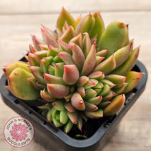 Load image into Gallery viewer, Echeveria agavoides 'Frank Reinelt' Crested