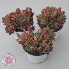 Load image into Gallery viewer, Echeveria agavoides 'Frank Reinelt' Crested - John & Norma's Succulents Australia