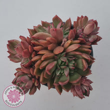 Load image into Gallery viewer, Echeveria agavoides 'Frank Reinelt' Crested - John & Norma's Succulents Australia