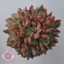 Load image into Gallery viewer, Echeveria agavoides 'Frank Reinelt' Crested - John & Norma's Succulents Australia