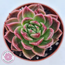 Load image into Gallery viewer, Echeveria agavoides 'Frank Reinelt'