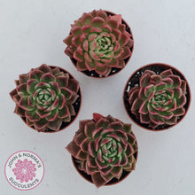 Load image into Gallery viewer, Echeveria agavoides 'Frank Reinelt'