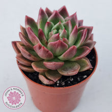 Load image into Gallery viewer, Echeveria agavoides 'Frank Reinelt'