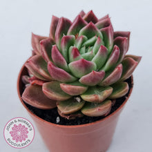 Load image into Gallery viewer, Echeveria agavoides 'Frank Reinelt'
