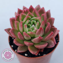 Load image into Gallery viewer, Echeveria agavoides 'Frank Reinelt'