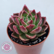 Load image into Gallery viewer, Echeveria agavoides 'Frank Reinelt'