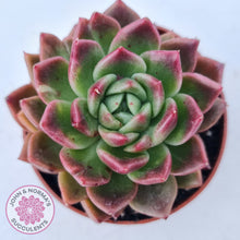 Load image into Gallery viewer, Echeveria agavoides 'Frank Reinelt'