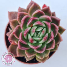 Load image into Gallery viewer, Echeveria agavoides 'Frank Reinelt'