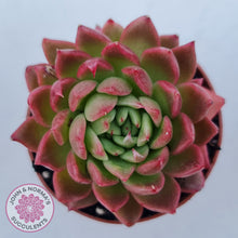 Load image into Gallery viewer, Echeveria agavoides 'Frank Reinelt'