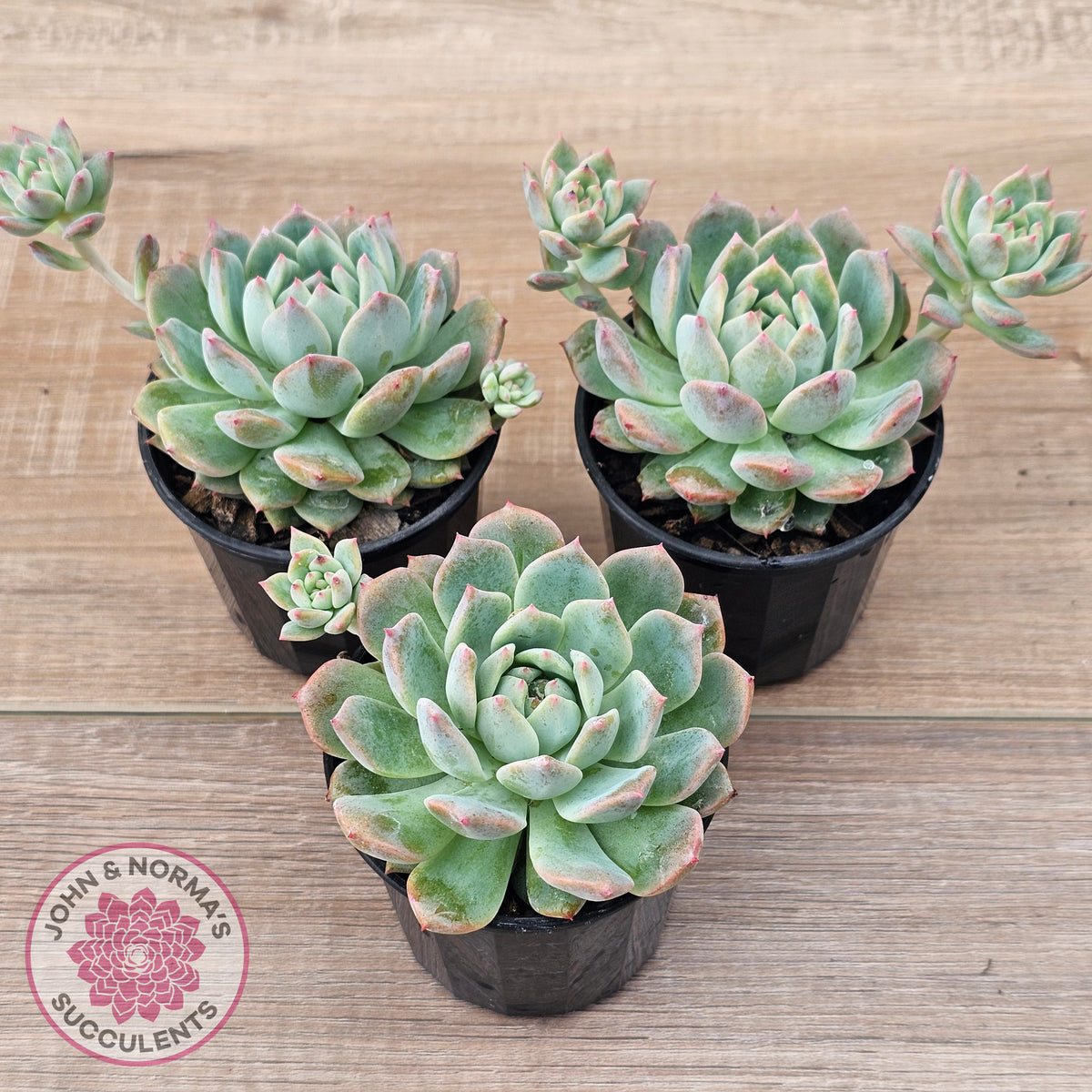 Echeveria 'Frosty Bloom'