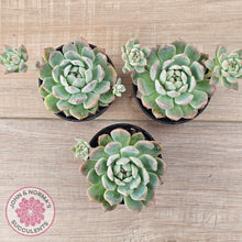 Load image into Gallery viewer, Echeveria 'Frosty Bloom'