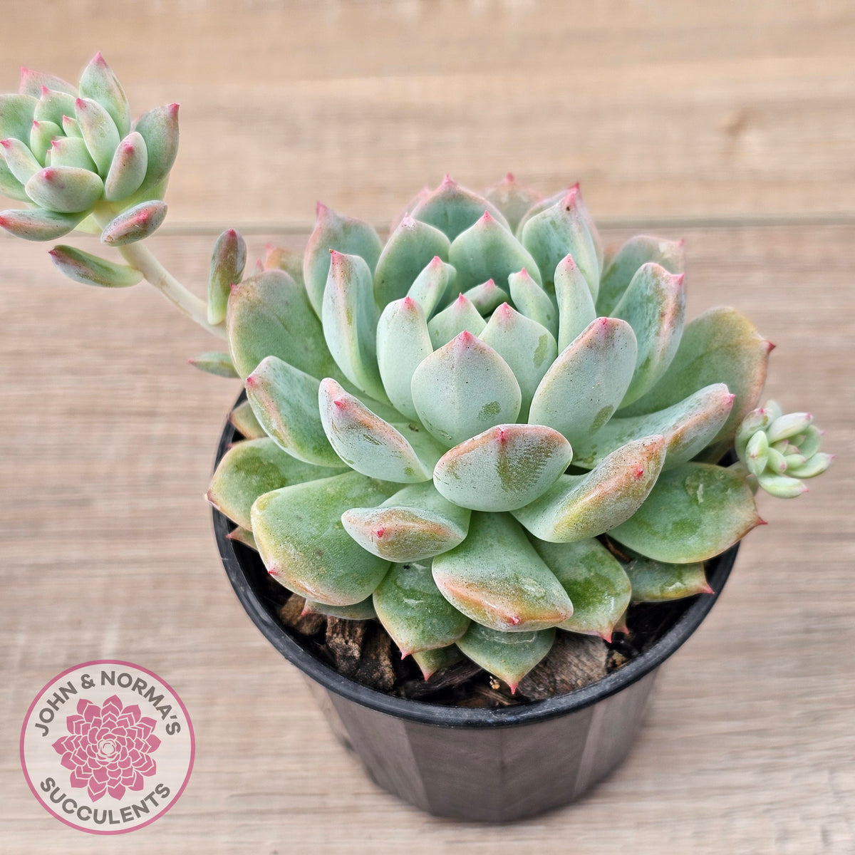 Echeveria 'Frosty Bloom'