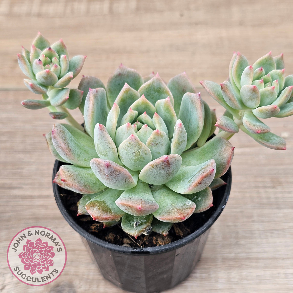 Echeveria 'Frosty Bloom'